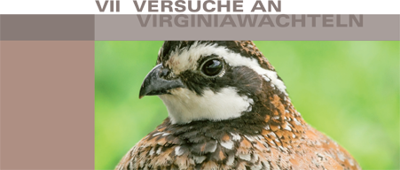 Versuche an Virginiawatchteln bei LPT